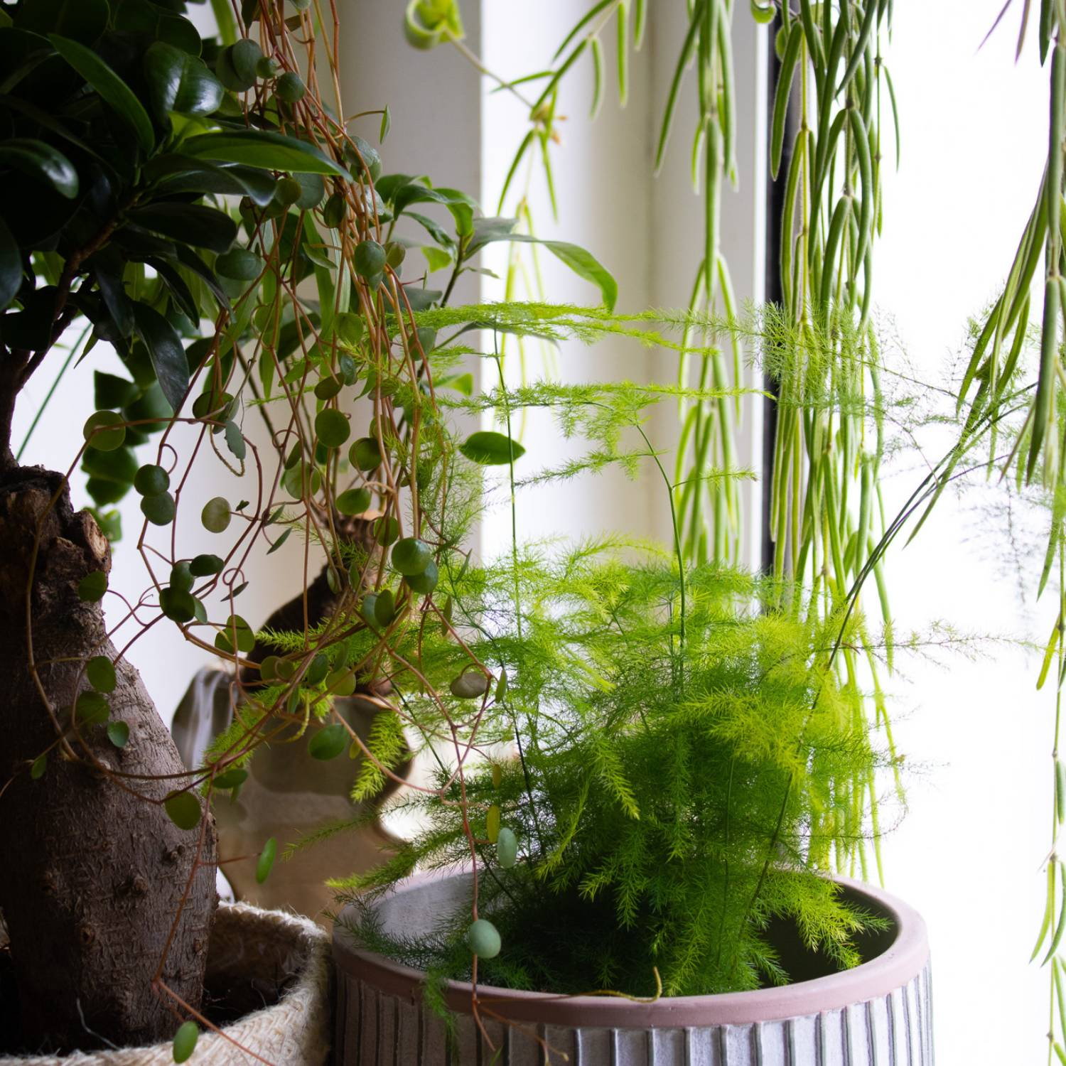 asparagus fern hanging planter window