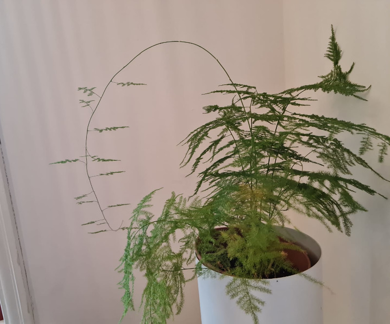 asparagus fern grow light corner