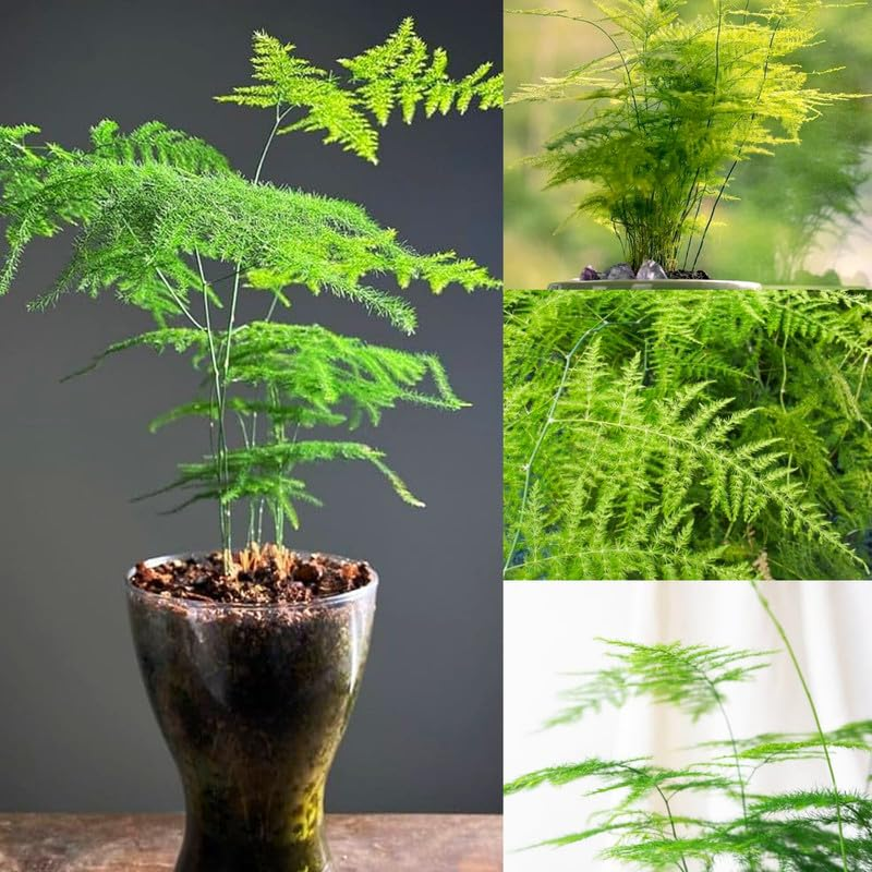 可爱但别误食：文竹浆果轻毒科普与家庭防护指南（含宠物家庭建议）