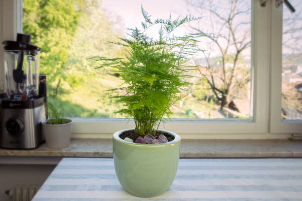 asparagus fern high shelf cat
