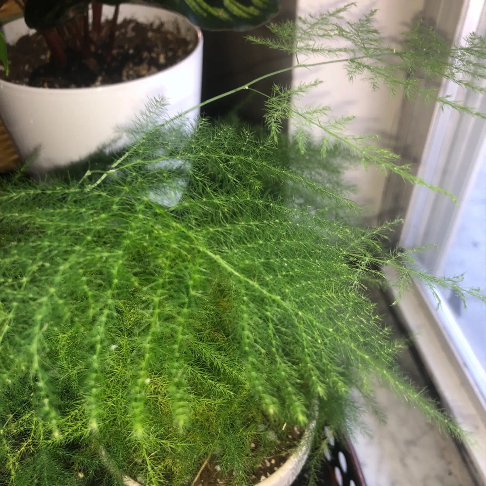 asparagus fern pruning with gloves