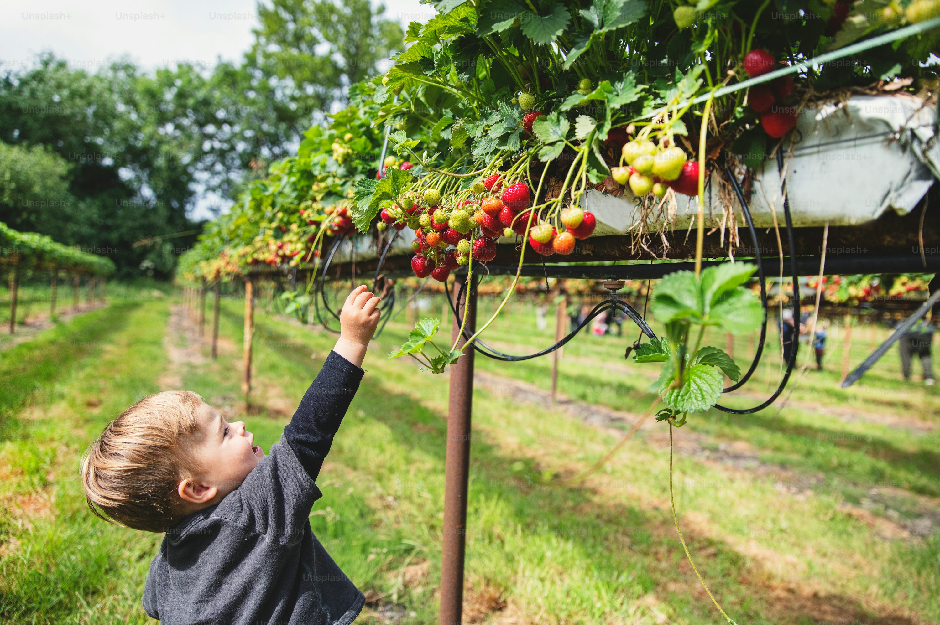 child reaching asparagus fern berries