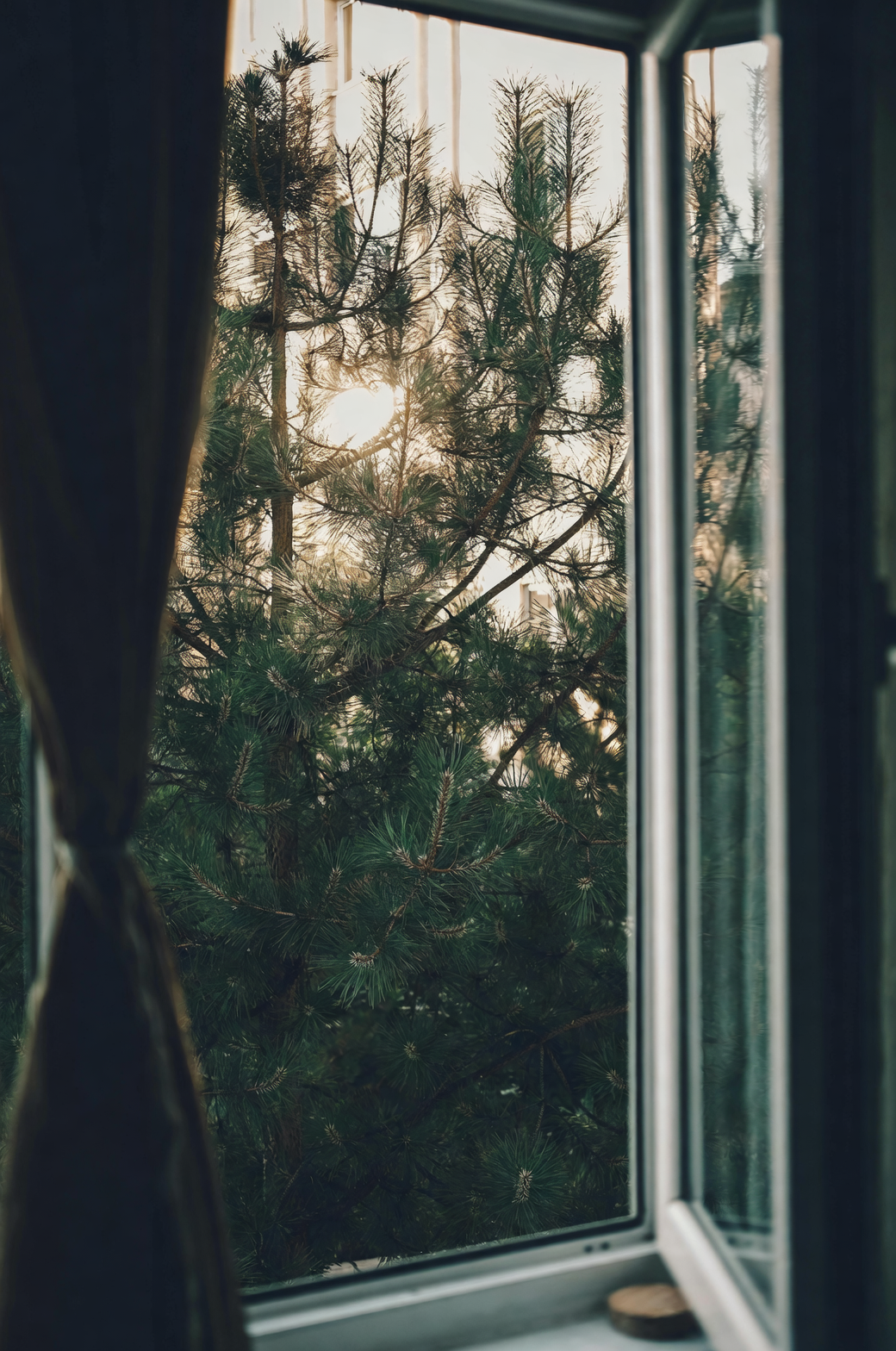 dumb cane east window sheer curtain