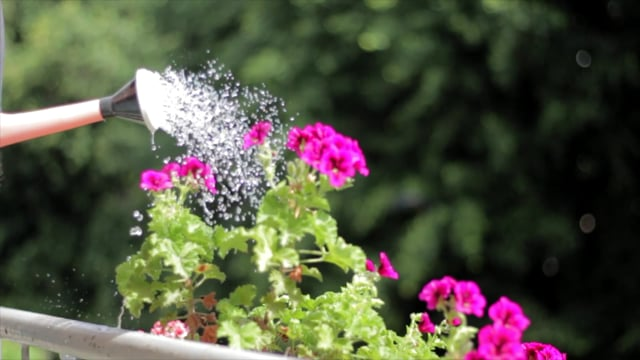 dumb cane watering draining saucer