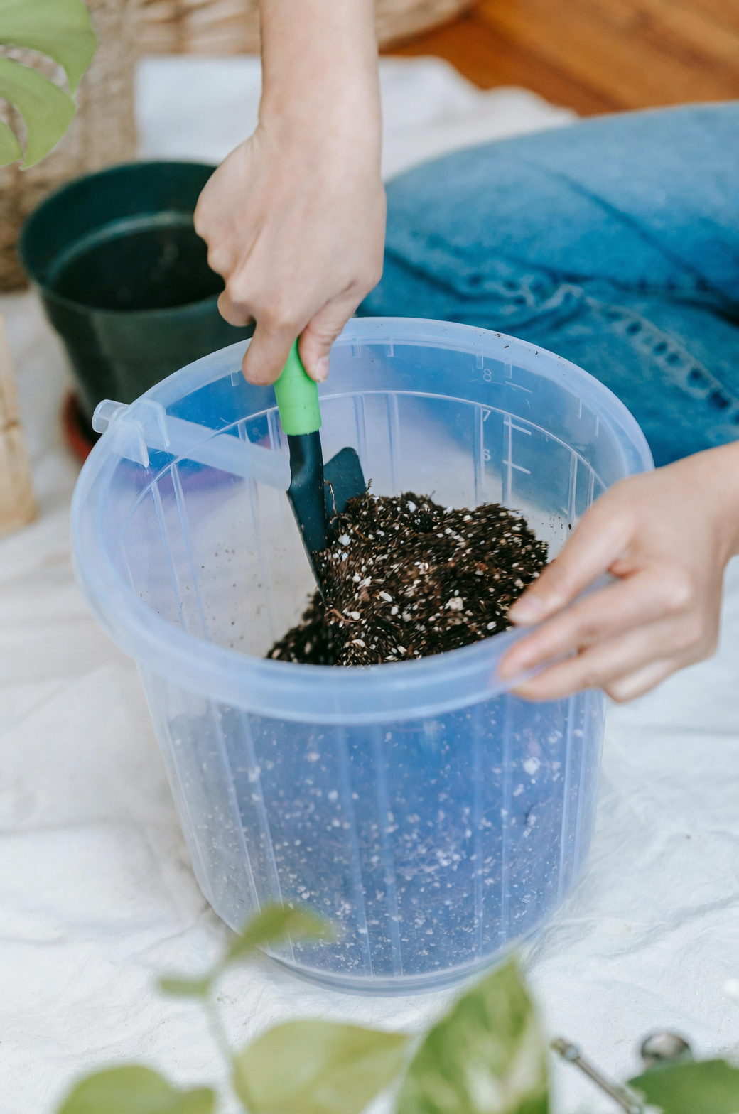 dumb cane repotting airy soil mix