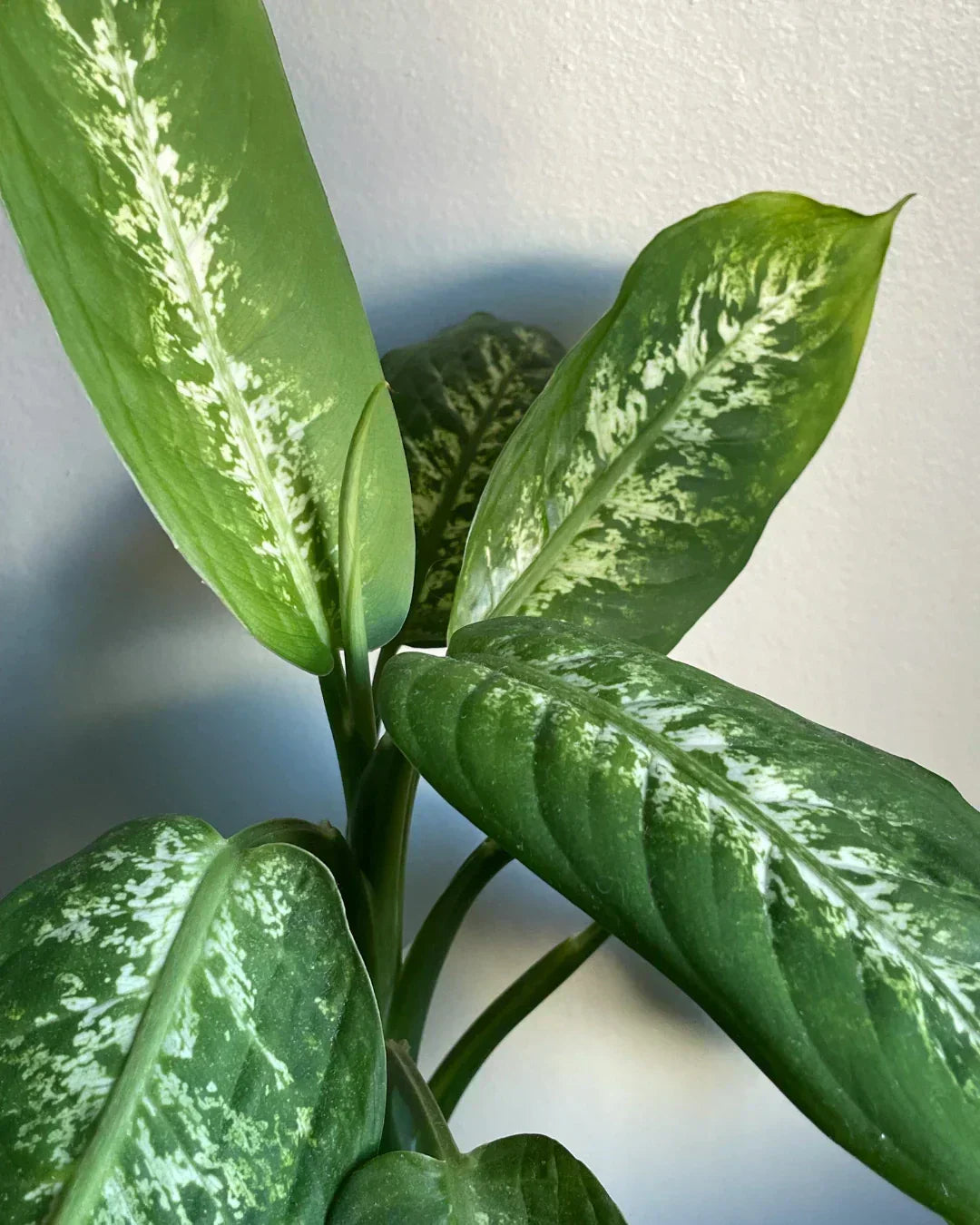 dieffenbachia mushy roots close-up