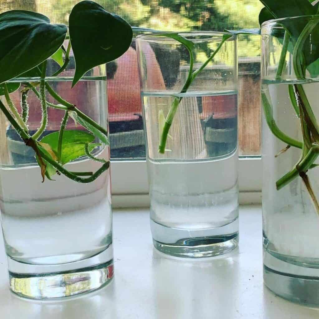 dieffenbachia cane cuttings rooting