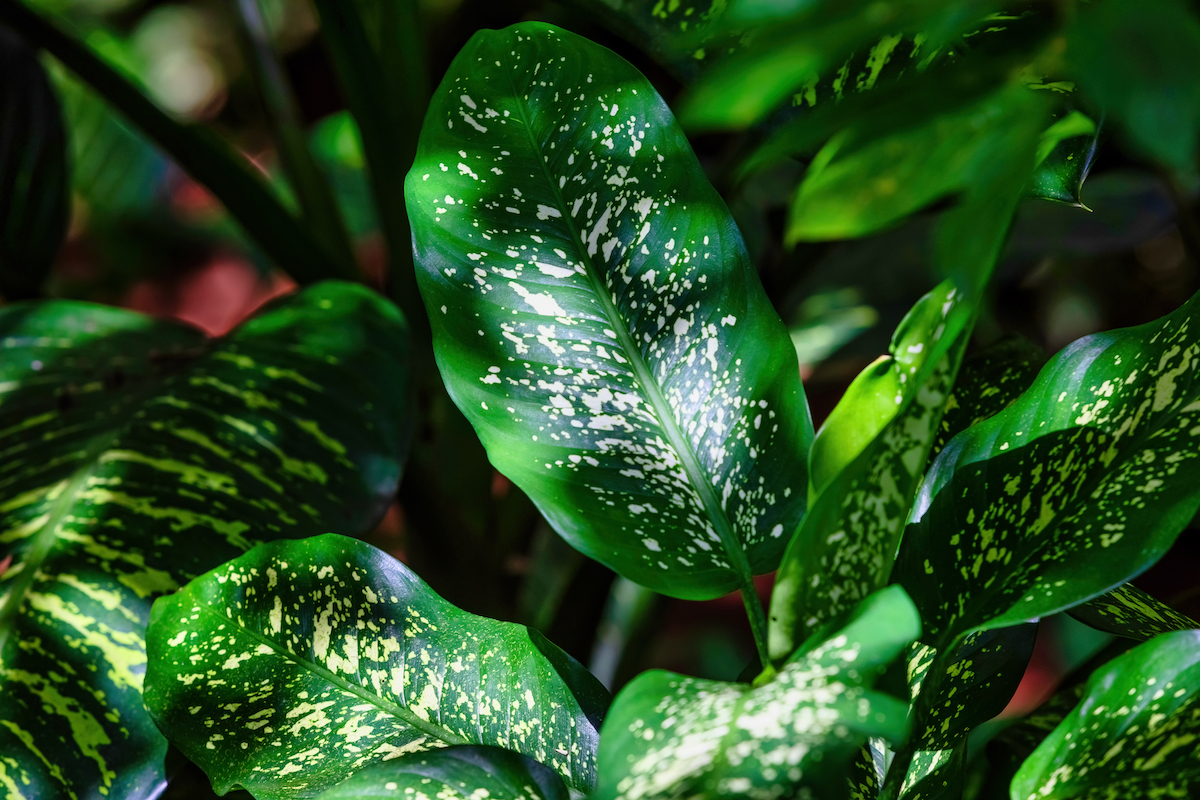 From Rainforest Shade to Living-Room Star: The Wild Journey of Dieffenbachia (and its Notorious Nickname)