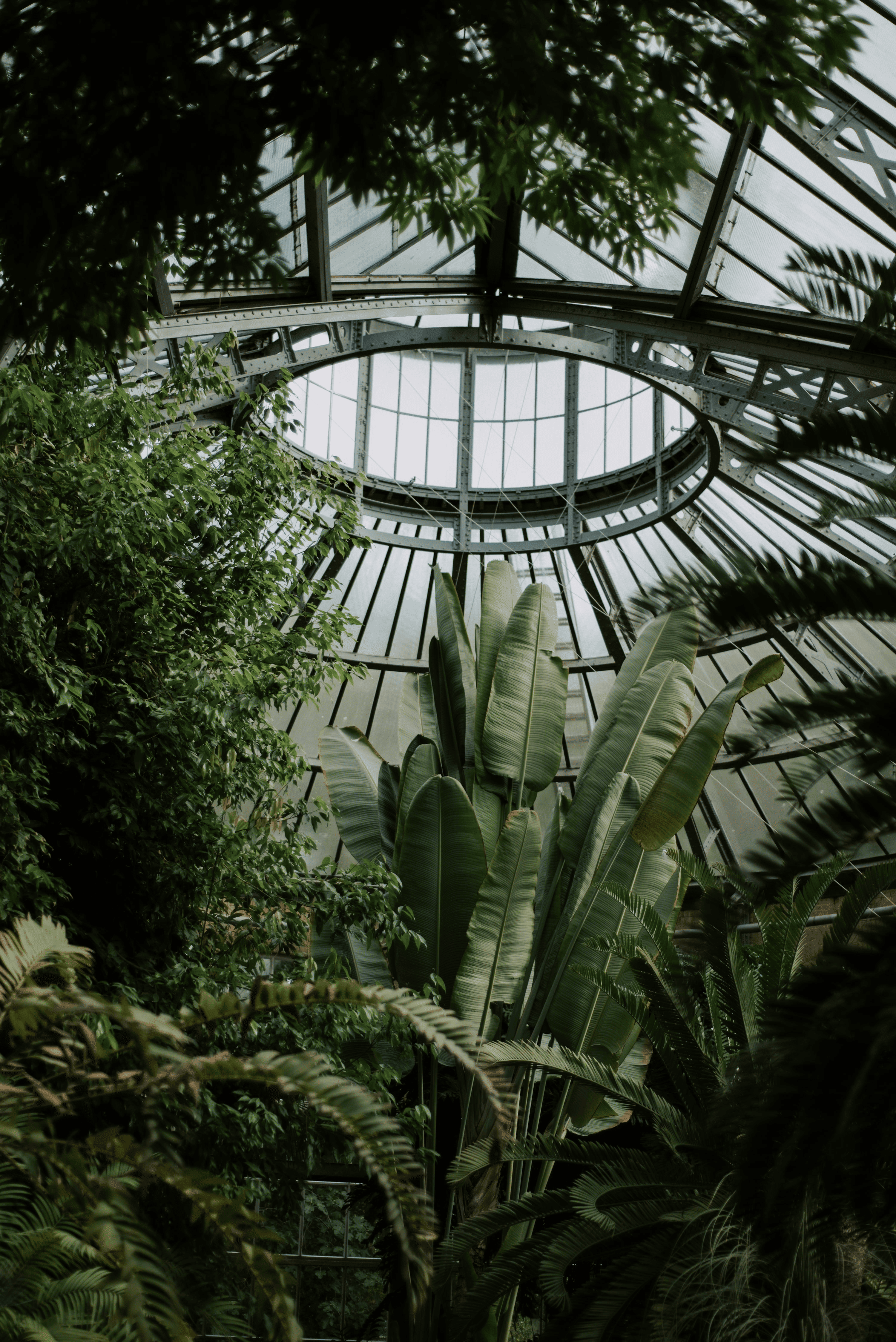 dieffenbachia in historic greenhouse