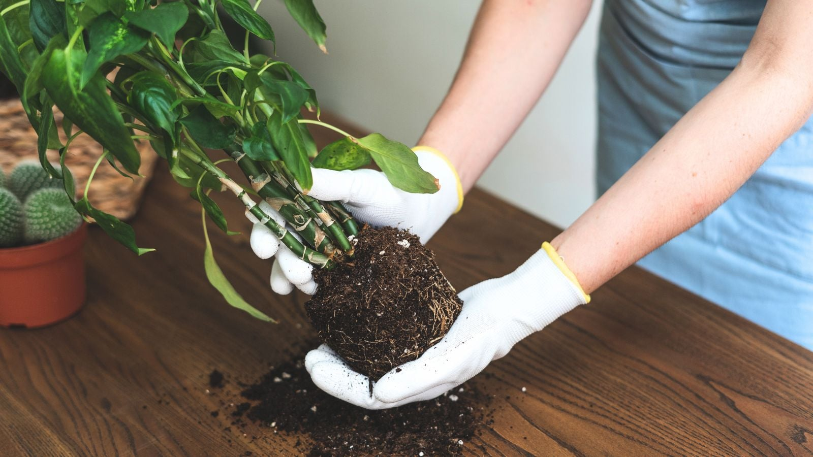 gloved hands pruning dieffenbachia