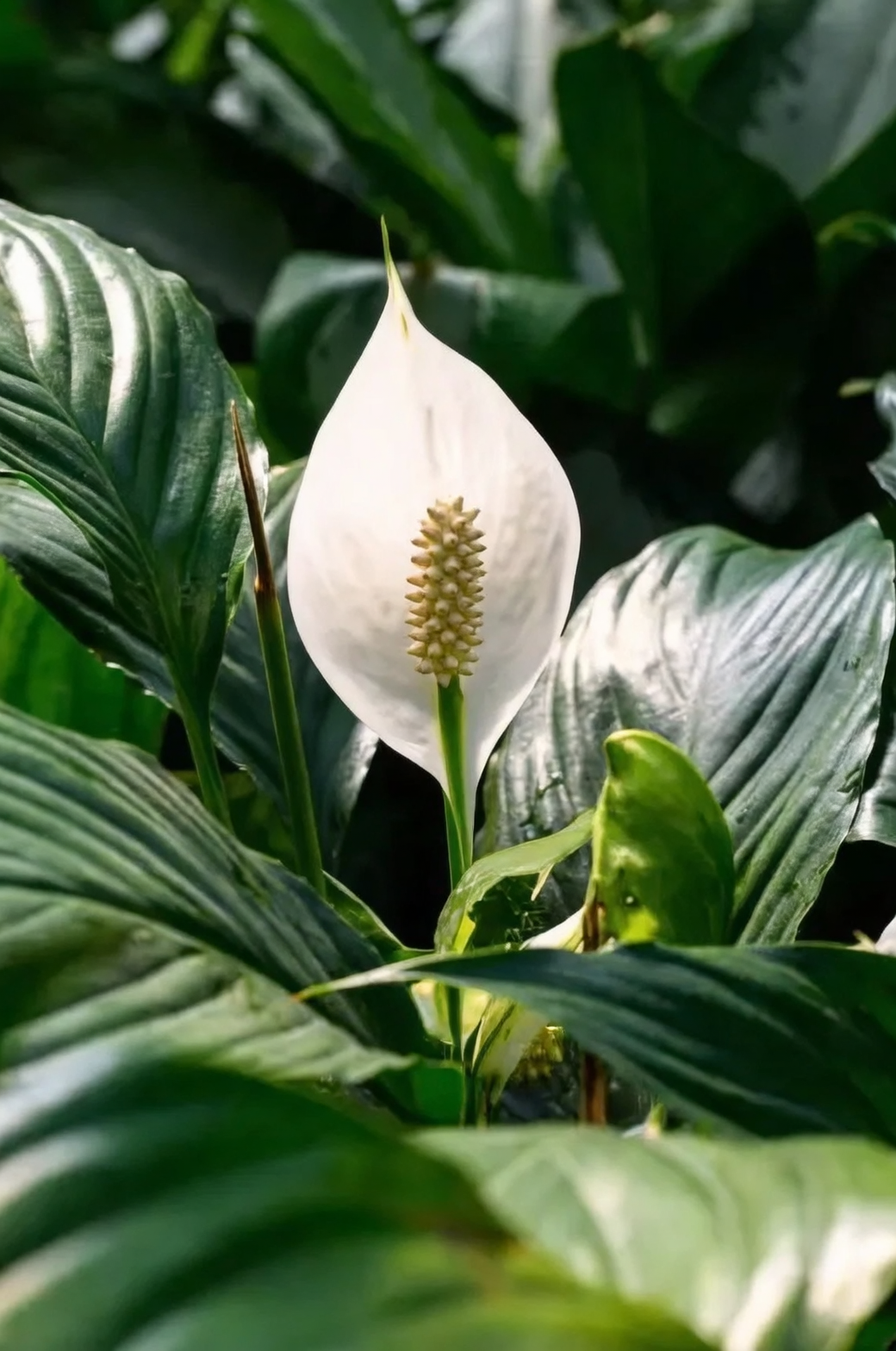 dieffenbachia bloom spathe spadix close-up