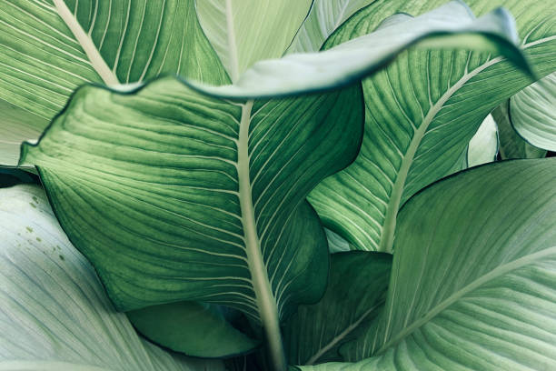 dieffenbachia cane pruning with gloves