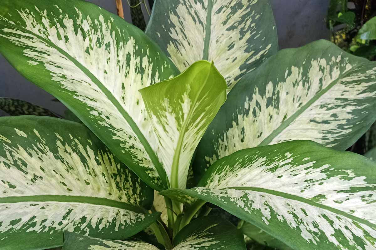 dieffenbachia variegated leaf close-up