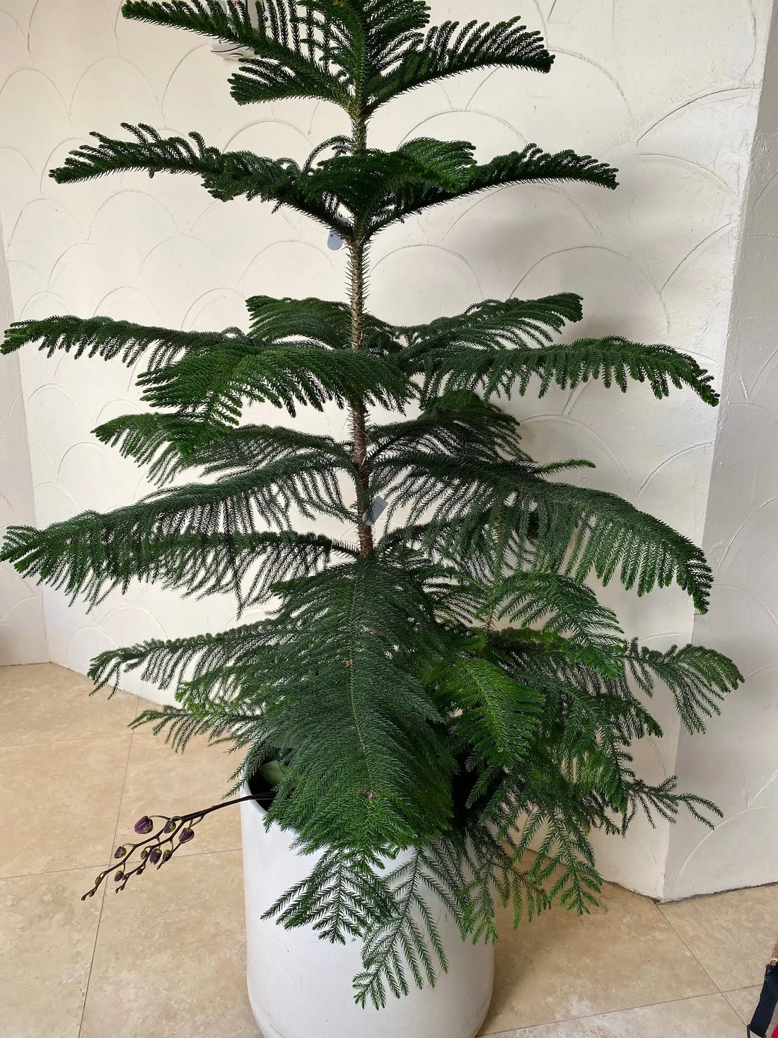 dieffenbachia multi-stem indoor specimen