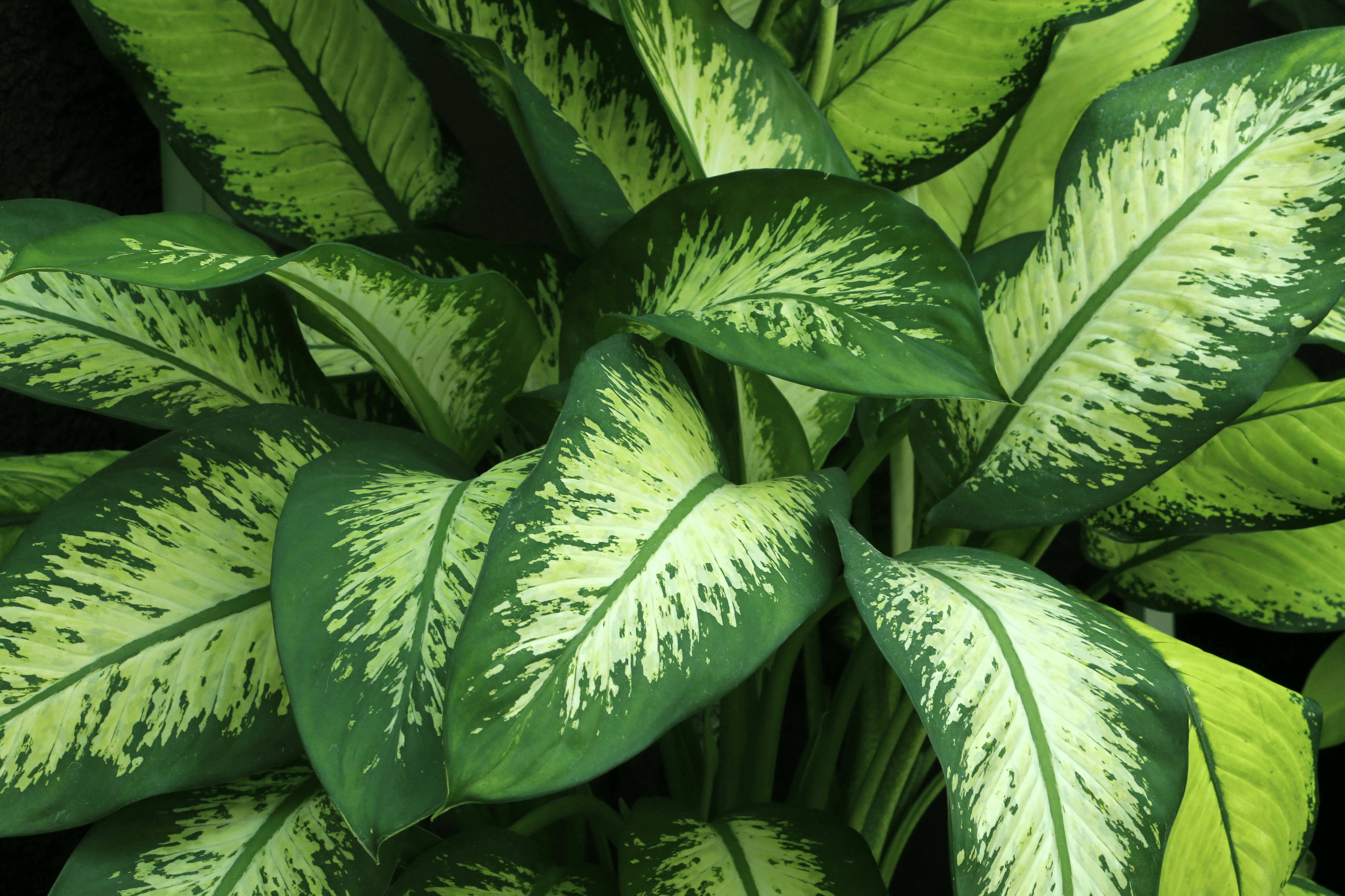 dieffenbachia leaf variegation close-up
