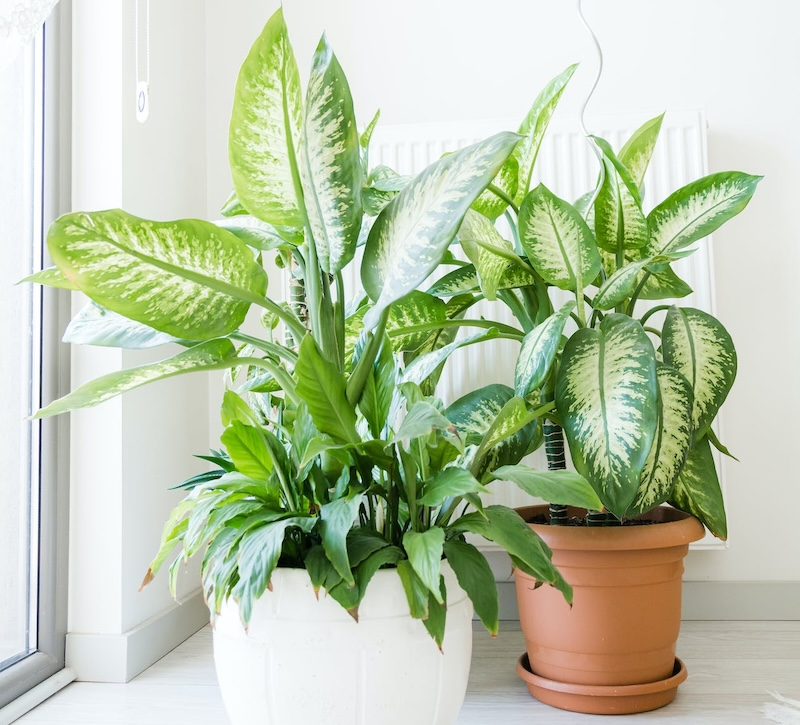dieffenbachia by front door