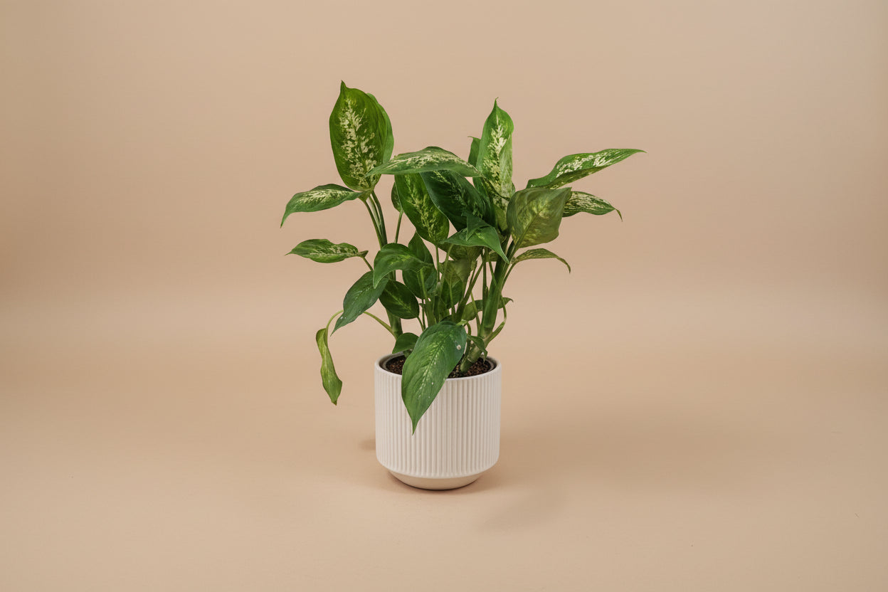 dieffenbachia with ferns and pothos