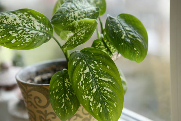 dieffenbachia pruning gloves close-up
