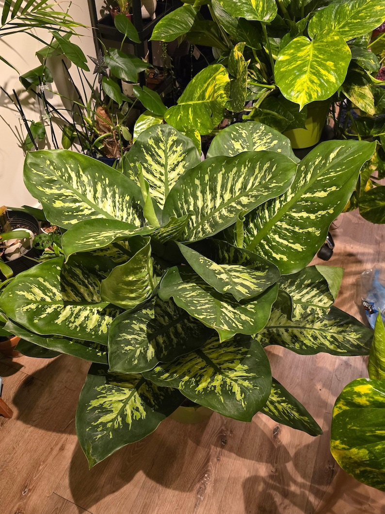 Plant Multiplication Magic: Turn One Dumb Cane into a Jungle with Cane Cuttings and Air Layers