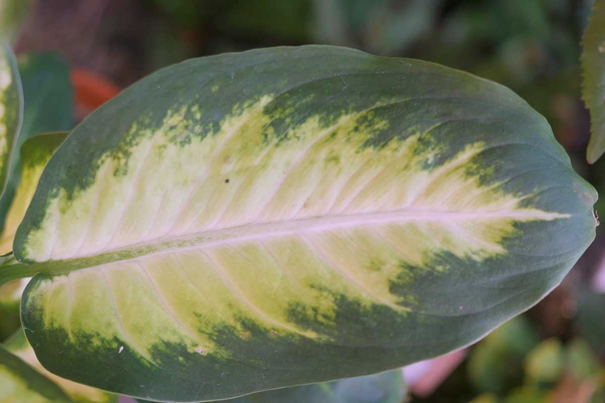 dumb cane node eye close-up