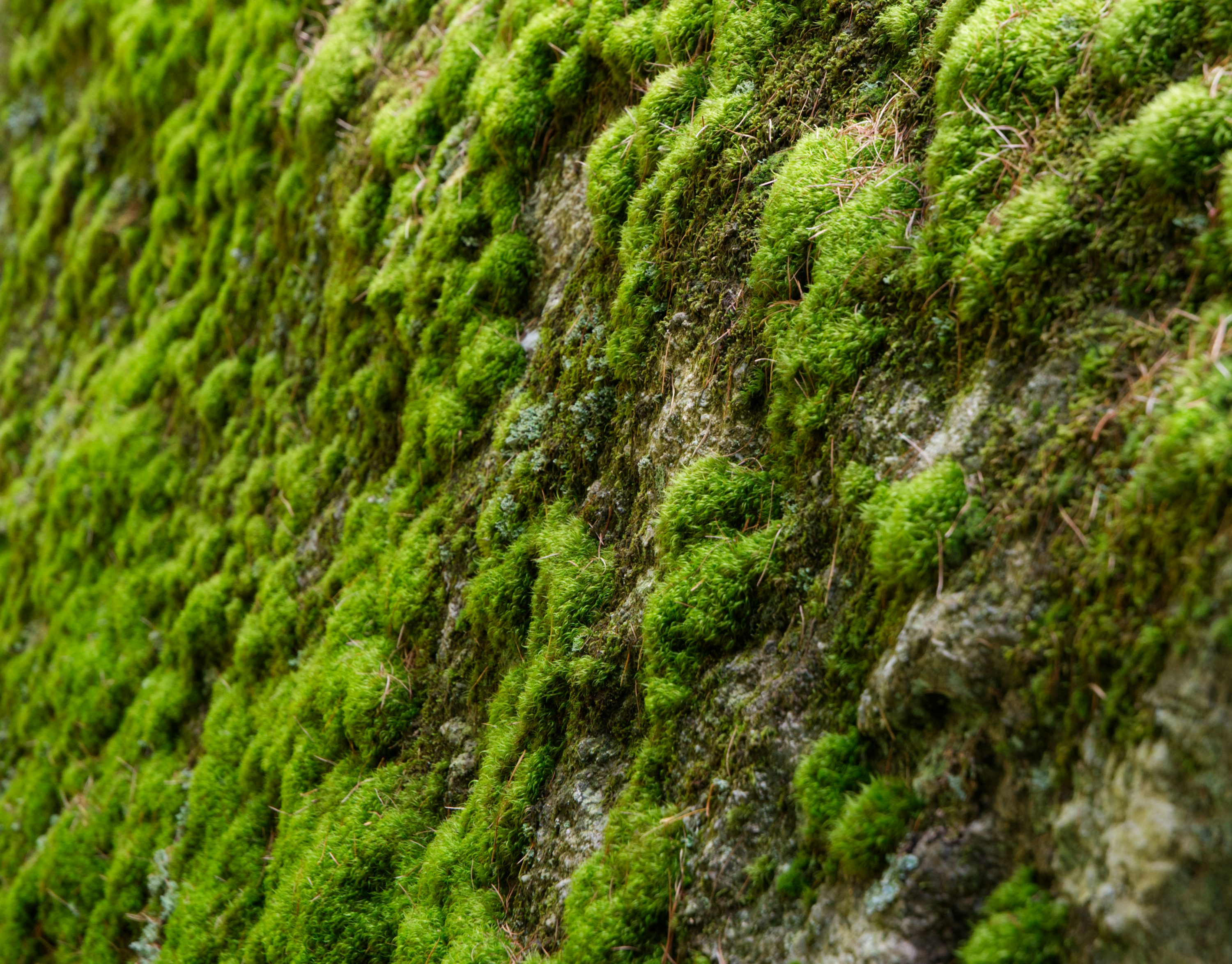 dumb cane air layering moss wrap
