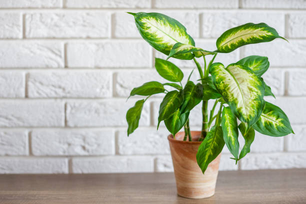 Big Leaves, Bigger Vibes: Styling Dieffenbachia’s Splashes for Maximum Living-Room Impact