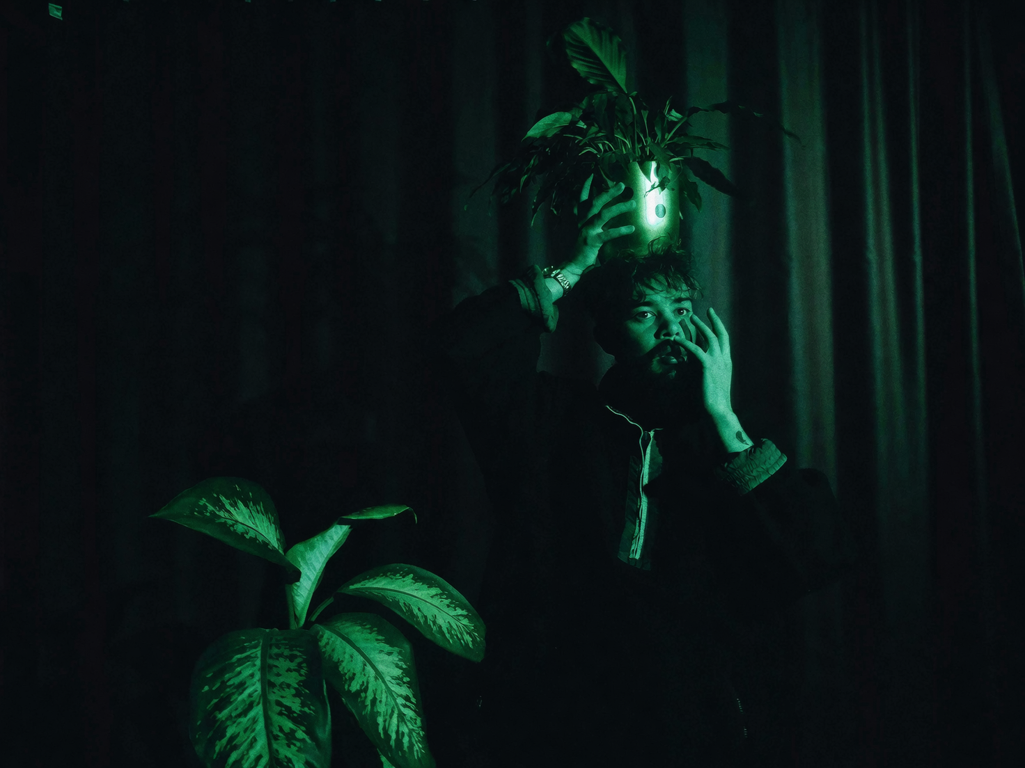 dieffenbachia bright indirect light window