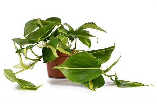 dieffenbachia with philodendron and pothos