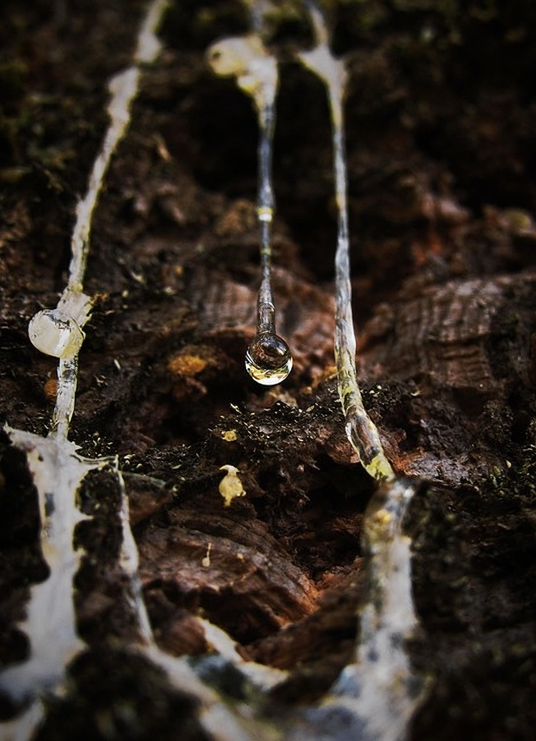 dieffenbachia cut stem sap close-up