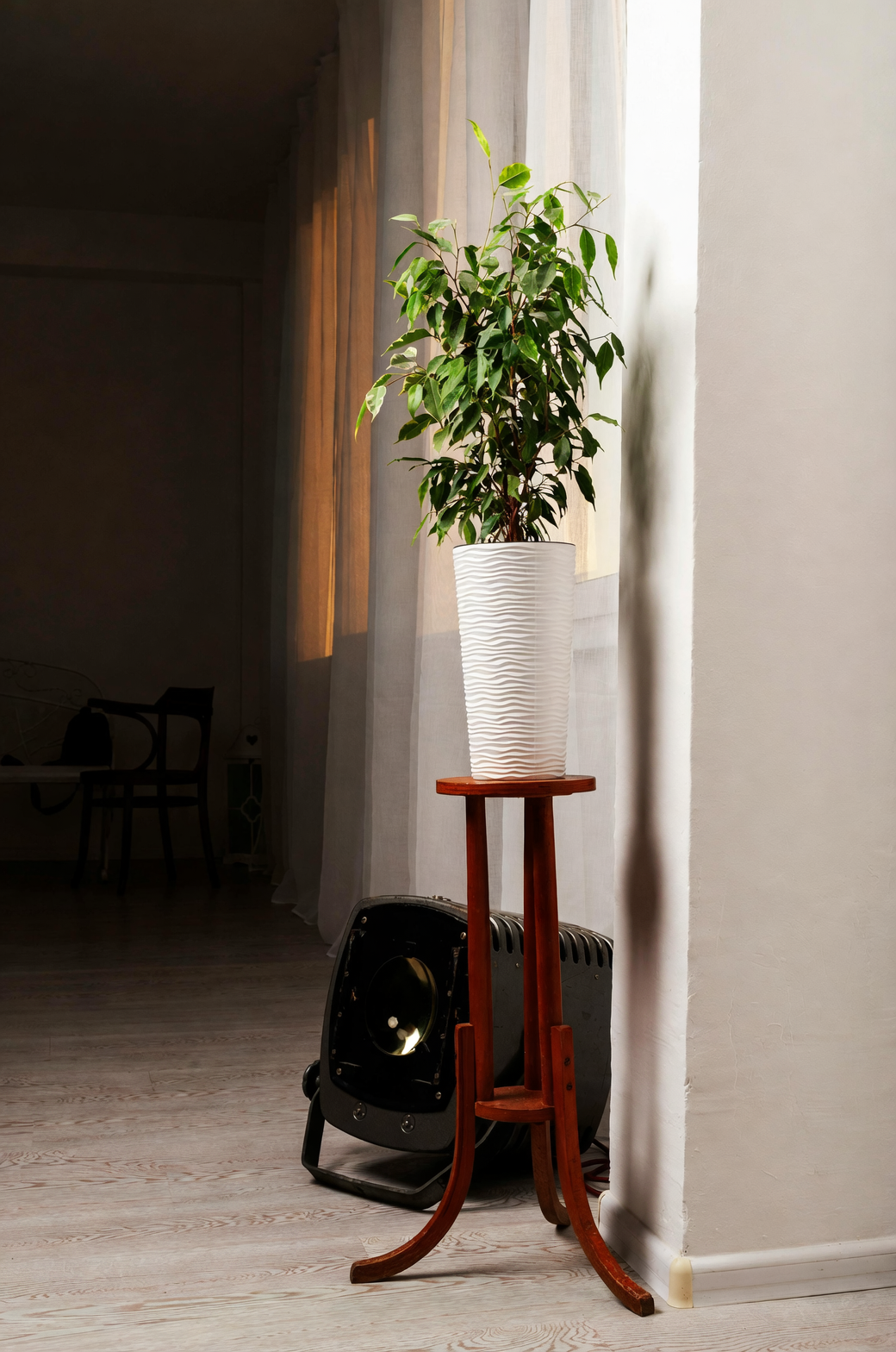 dieffenbachia on tall plant stand