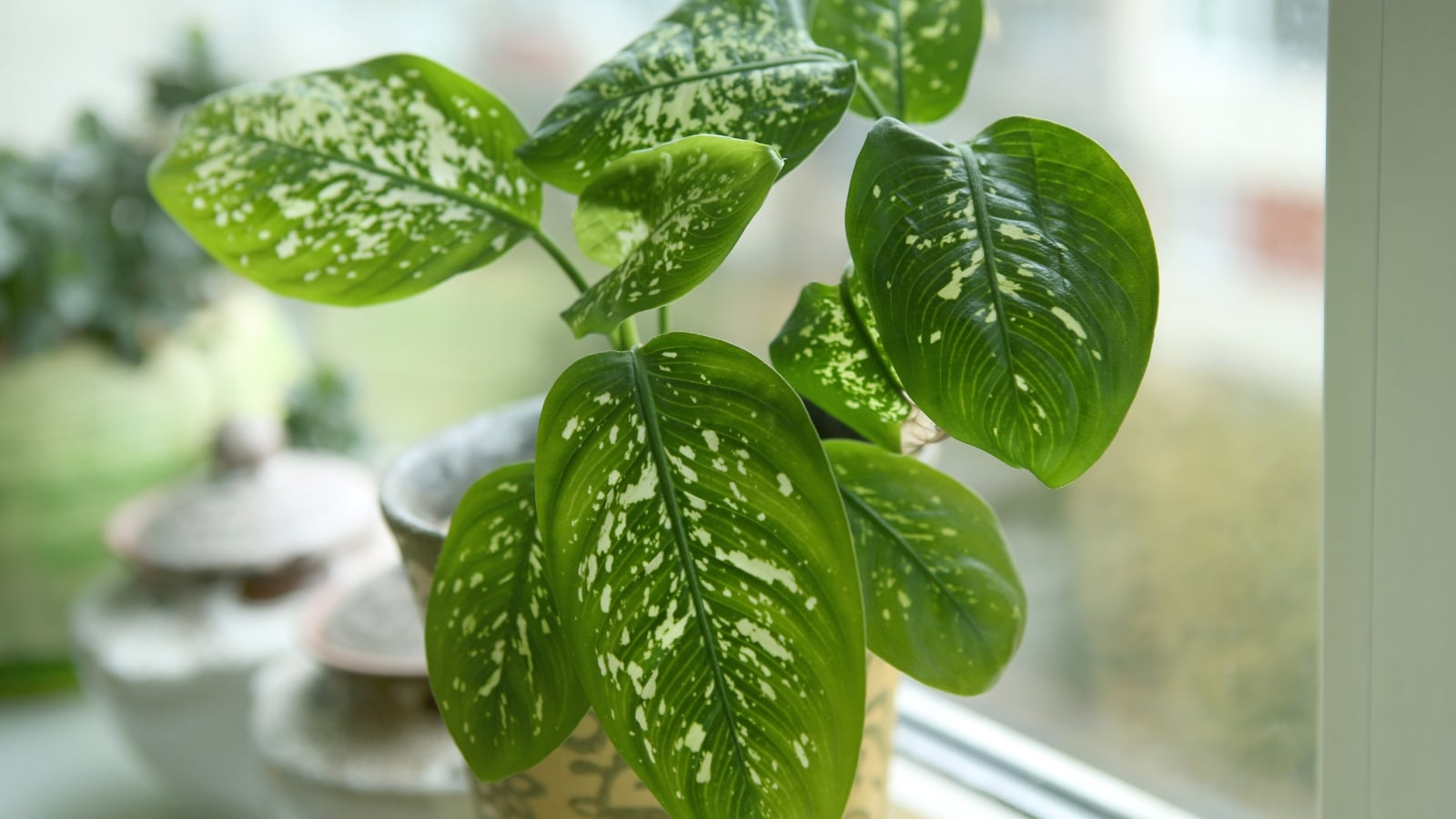 Keep the Splashes Crisp: Light Hacks to Preserve Dieffenbachia Variegation (Without Sunburn)