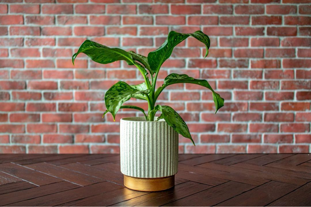 dieffenbachia lux meter leaf height