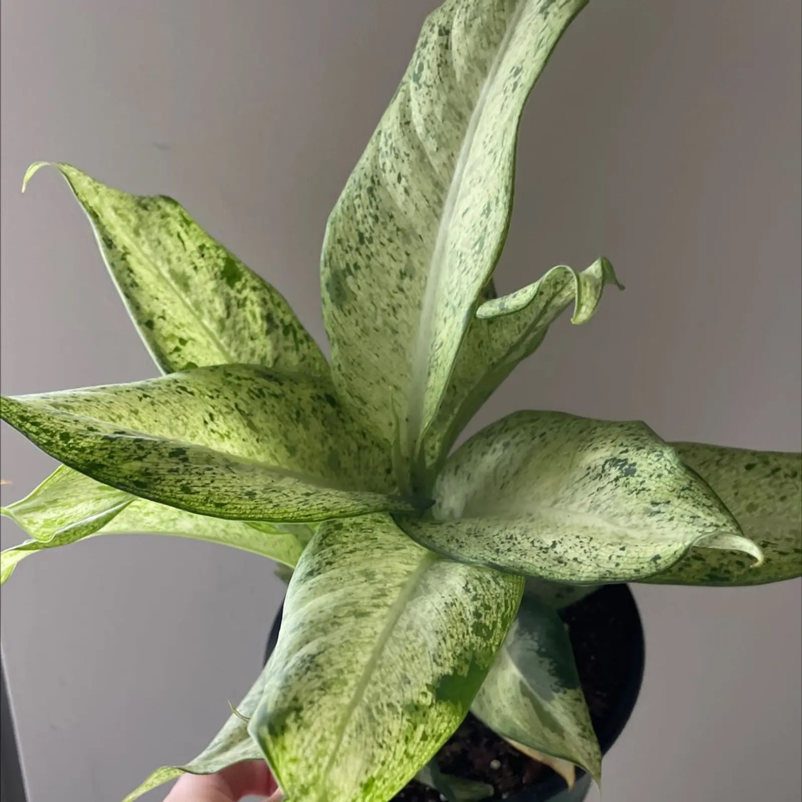 dieffenbachia by sheer curtain window