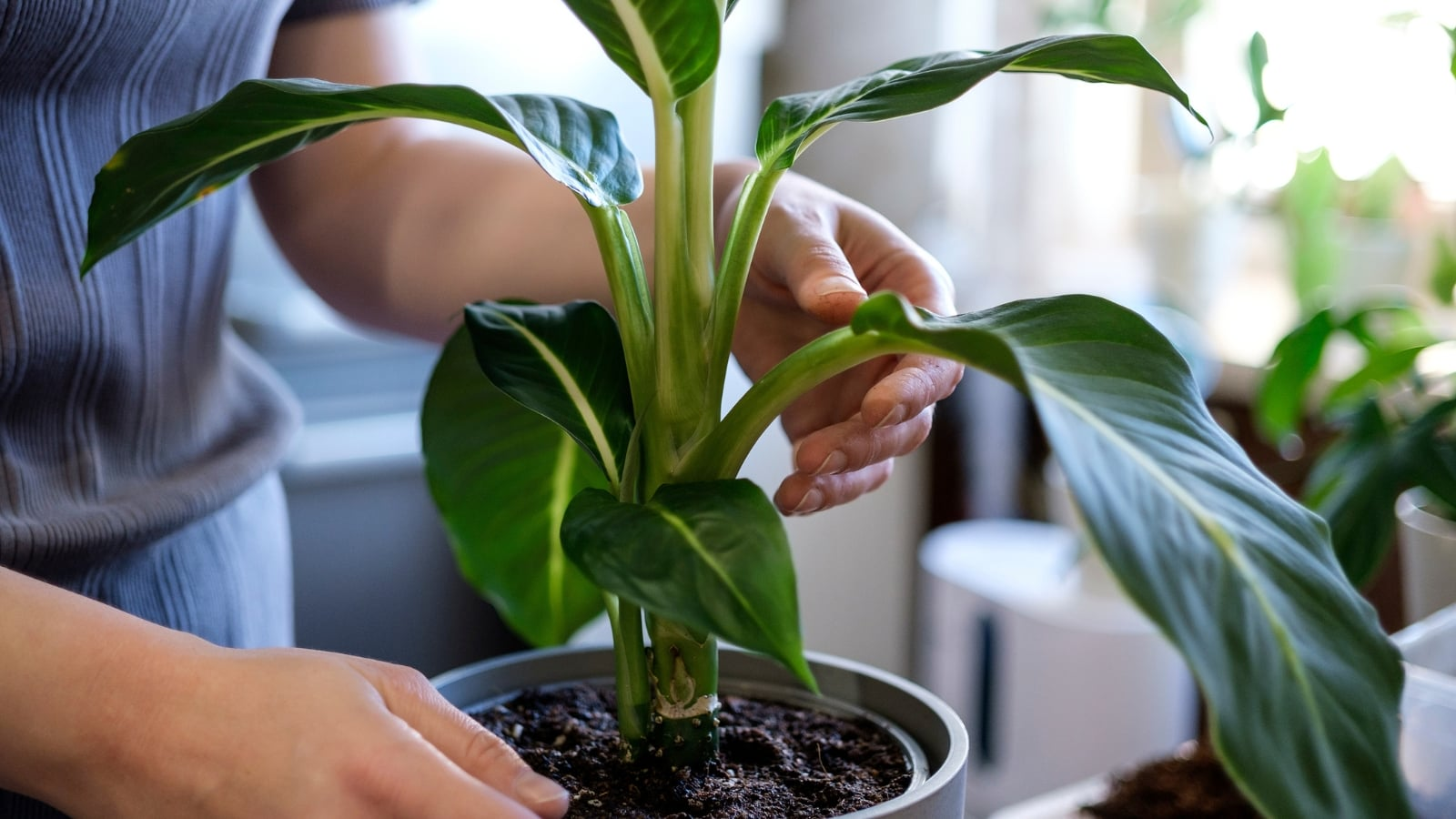 dieffenbachia pot rotation hands