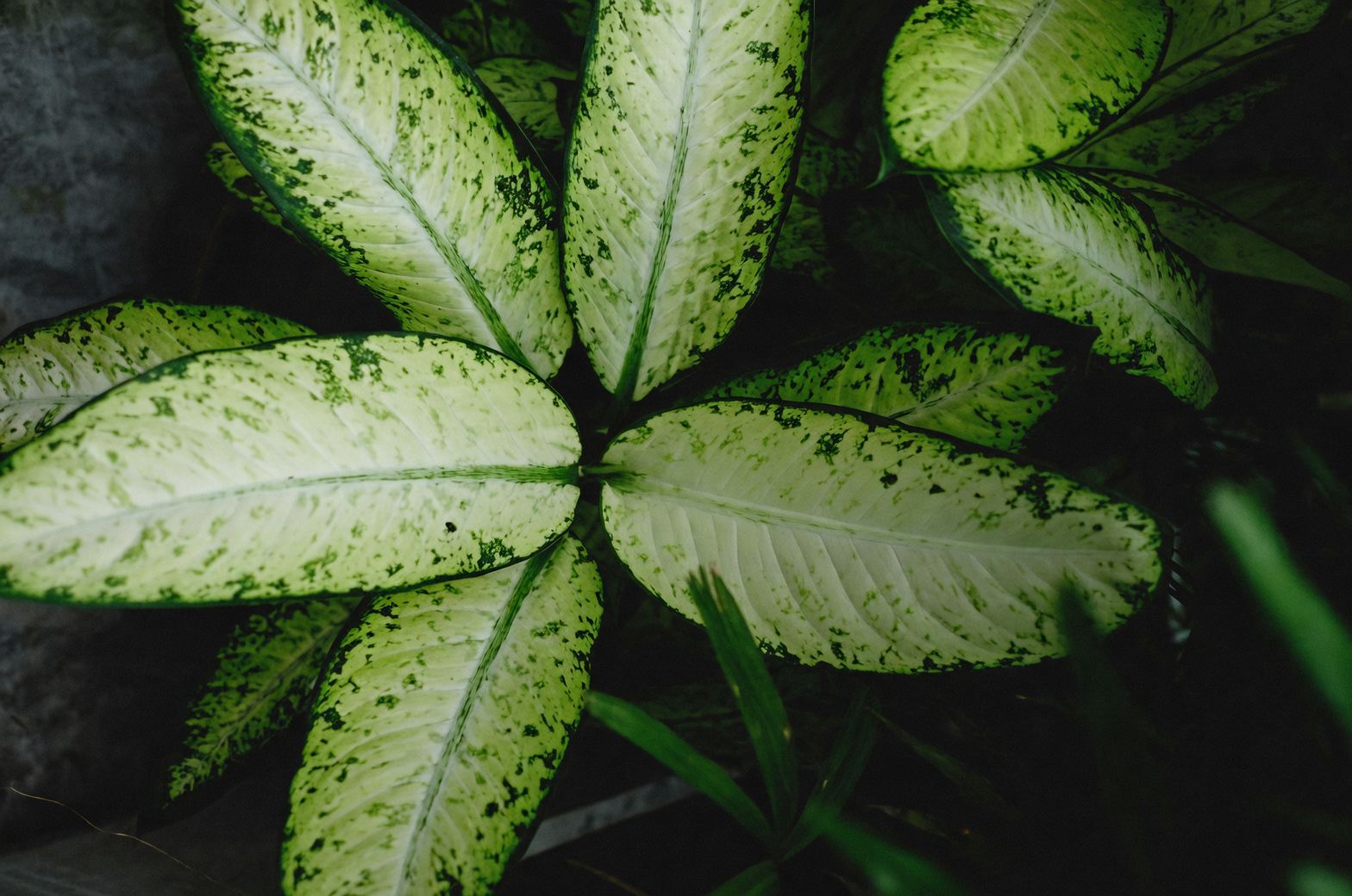 dieffenbachia variegation leaf close-up