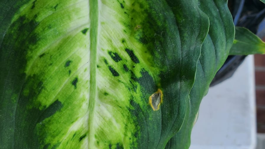 dieffenbachia leaf sooty mold