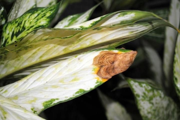 dieffenbachia leaf spot anthracnose
