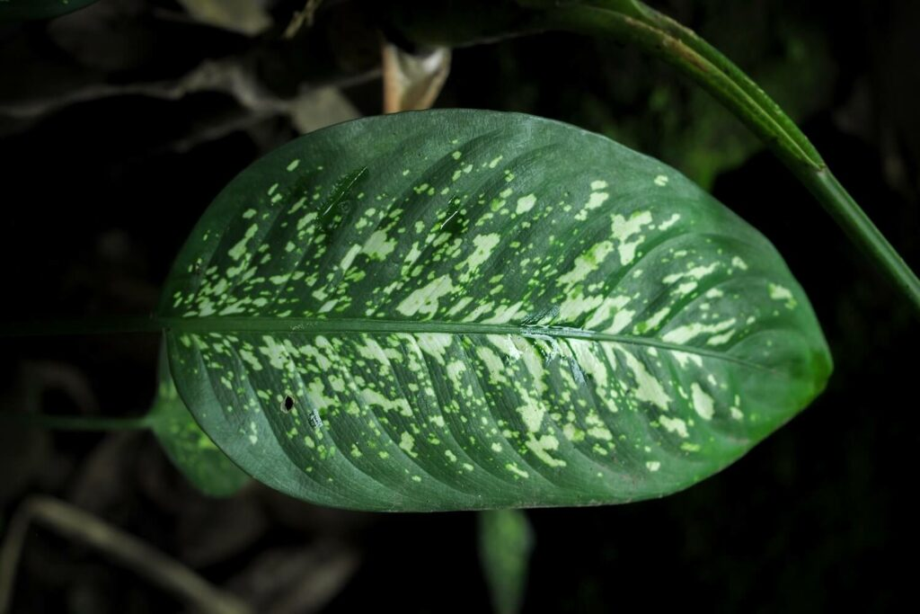 dieffenbachia leaf variegation close-up
