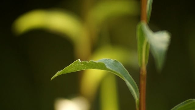 dieffenbachia stem cuttings propagation