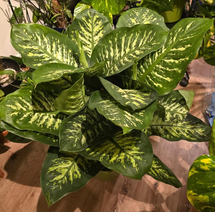 dieffenbachia indoor cane tree