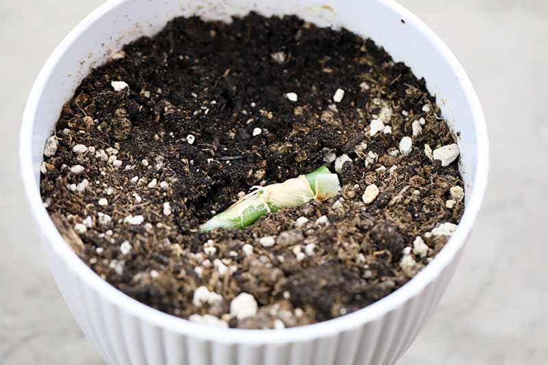 dieffenbachia watering soil close-up