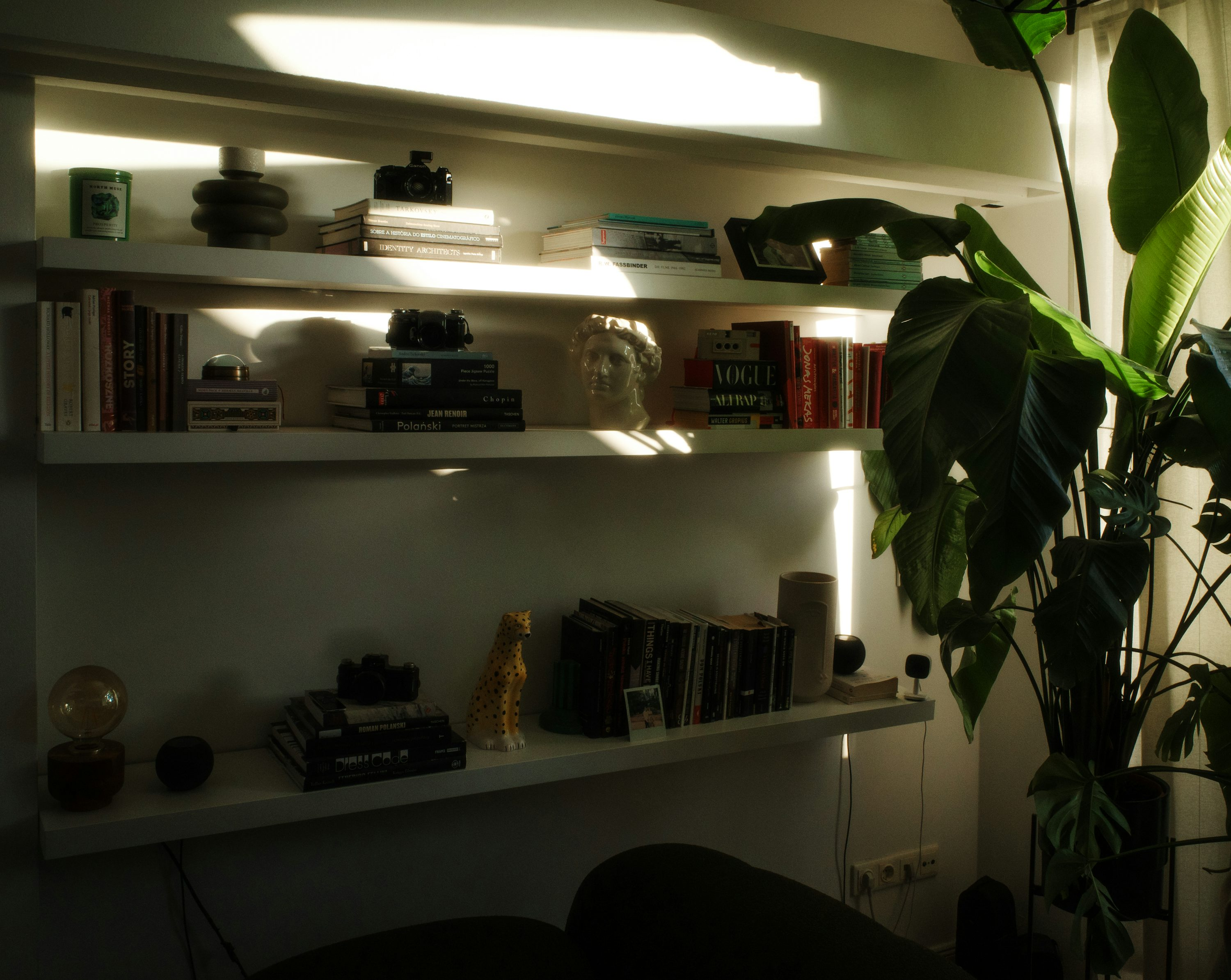 花叶万年青的花语从哪来？从“万年常青”到乔迁吉礼的文化密码