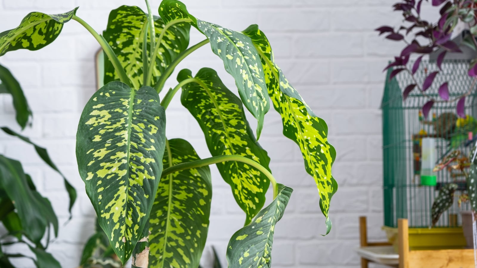 dieffenbachia mature upright plant