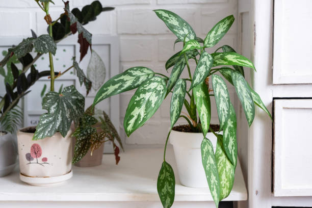 dieffenbachia entryway corner pot