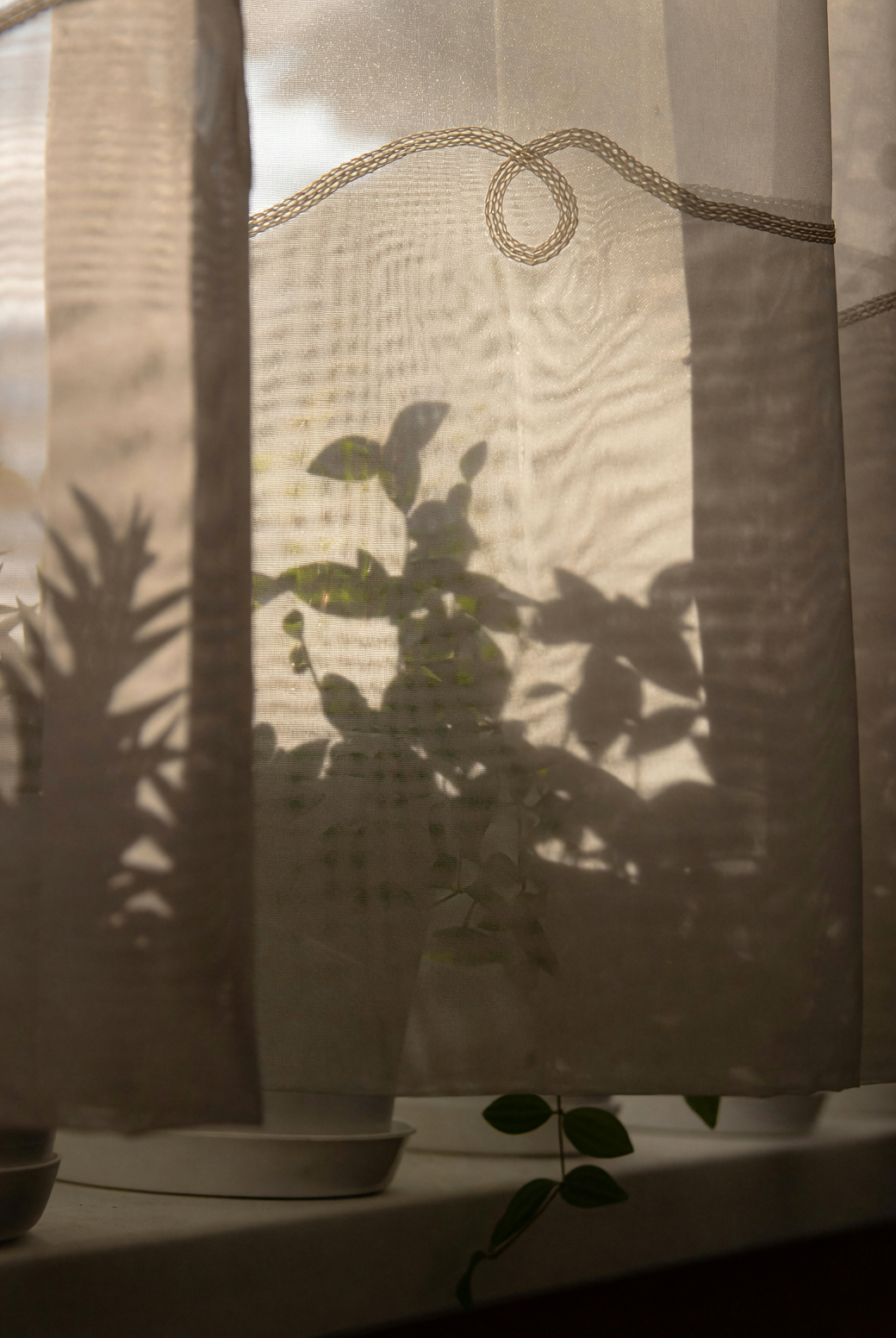 dieffenbachia window sheer curtains