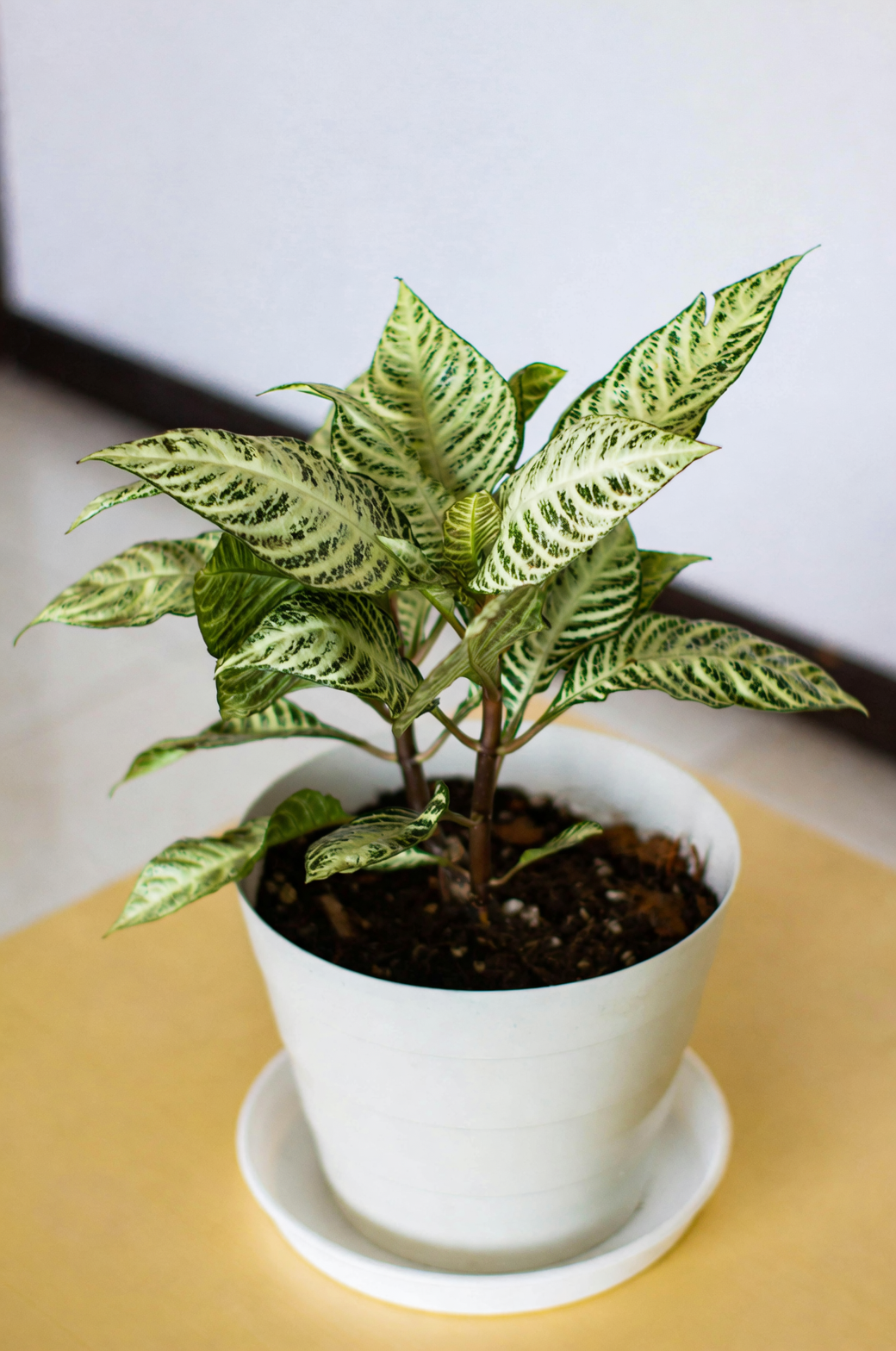 dieffenbachia potted plant gift