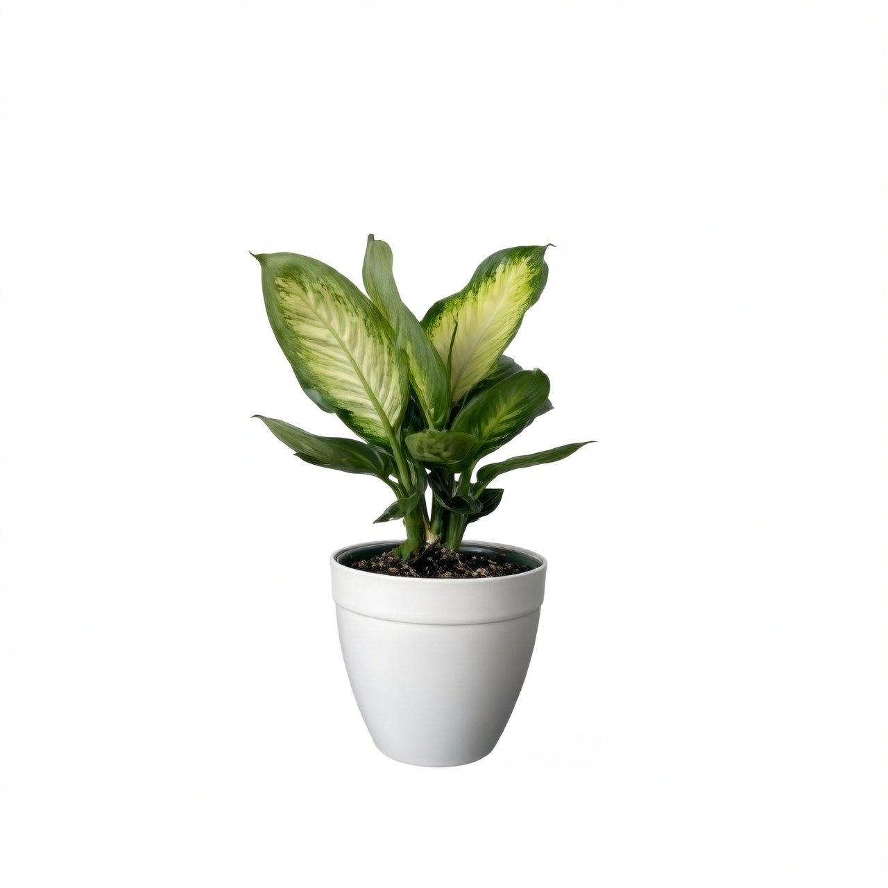 把“杆子”变新盆栽！花叶万年青扦插与分株大师课（不翻车指南）