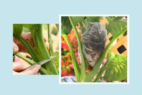 dieffenbachia stem node cutting close-up