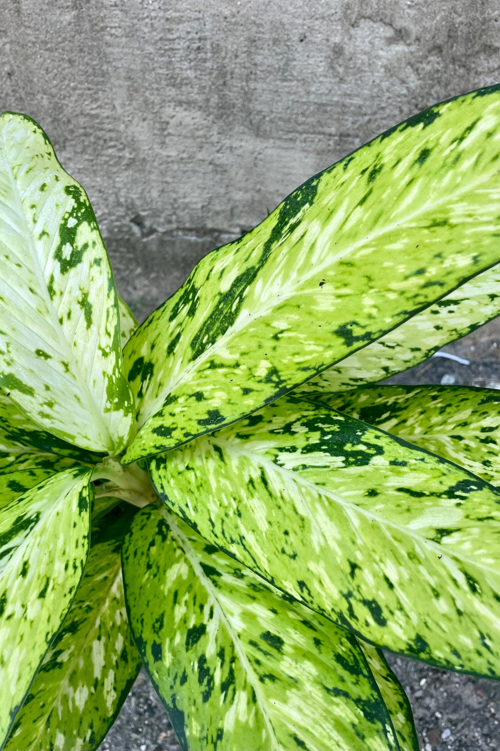 dieffenbachia variegated leaf close-up