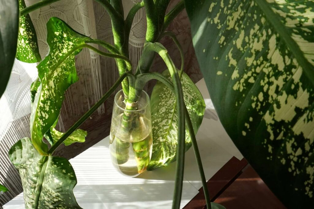 dieffenbachia sap on cut stem